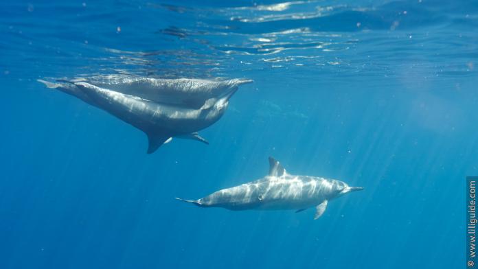 Coït de dauphins à long bec, Hapatoni, Marquises. La blessure circulaire provient probablement d’une morsure d’un petit requin, le Squalelet féroce.