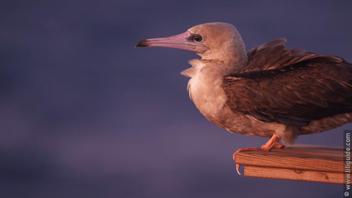 Passager clandestin, ce fou à pieds rouges rejoindra le bateau à la nuit tombée et repartira à l’instant où le soleil sera visible.