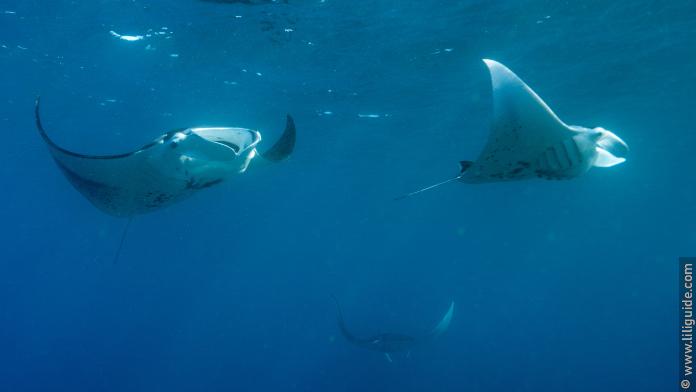 Le ballet des raies Manta à Tahuata, baie d’Hanamoeno.