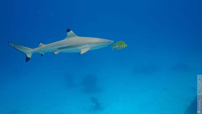 Un requin pointe noire  accompagné par ses poissons-pilotes, des Carangues jaunes, plutôt rares en Polynésie.