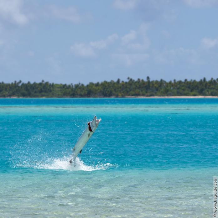 Pèche depuis le banc de sable du trou bleu de Makemo, un barracuda de plus d’un mètre mord ! Pêche au trou bleu de Makemo.