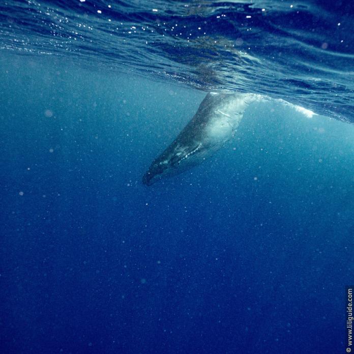 Nage avec un baleineau dans une eau tout sauf limpide, comme c'est souvent le cas à la sortie des passes.