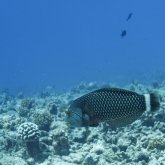 Où plonger aux Tuamotu parmi Rangiroa, Fakarava et Tikehau