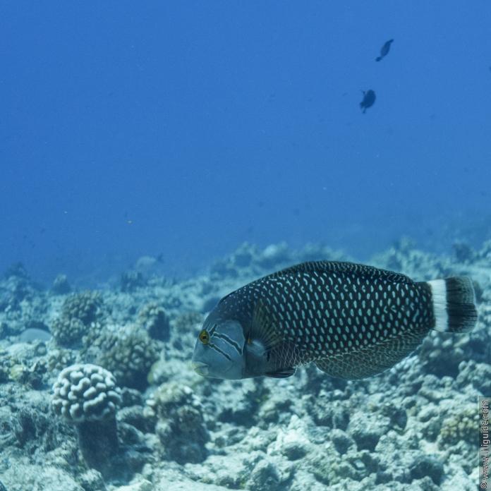 Labre rasoir masqué dans la passe de Tiputa à Rangiroa