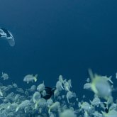 Où plonger aux Tuamotu parmi Rangiroa, Fakarava et Tikehau