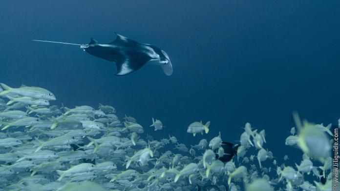 Raie Manta sur la pente extérieure de l’atoll au nord de Fakarava