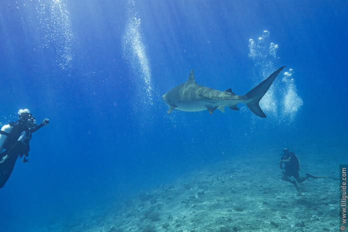 Un requin tigre traverse la palanquée de plongeurs à Tikehau