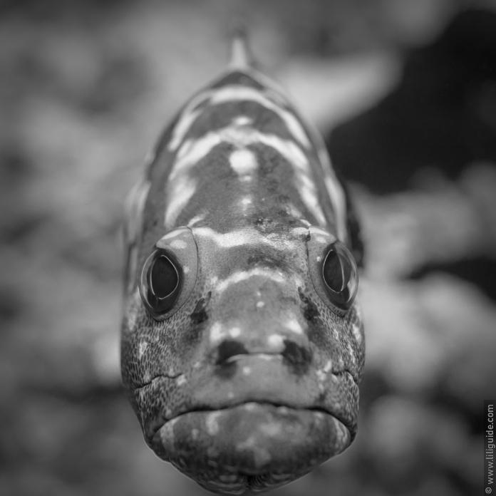 Loche marbrée (Mérou camouflage) - Tels des enfants devant un gâteau au chocolat marbré, les requins gris se délectent des loches marbrées. Loche marbrée (Mérou camouflage) - Tels des enfants devant un gâteau au chocolat marbré, les requins gris se délectent des loches marbrées.