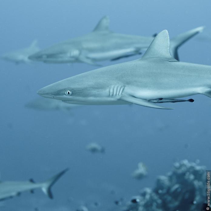 Plonger sur le mur de requins gris de Fakarava