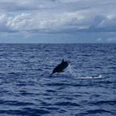 Plongez avec les requins marteaux et requins tigres de Tikehau aux Tuamotu en Polynésie française.