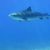 Plongez avec les requins marteaux et requins tigres de Tikehau aux Tuamotu en Polynésie française.