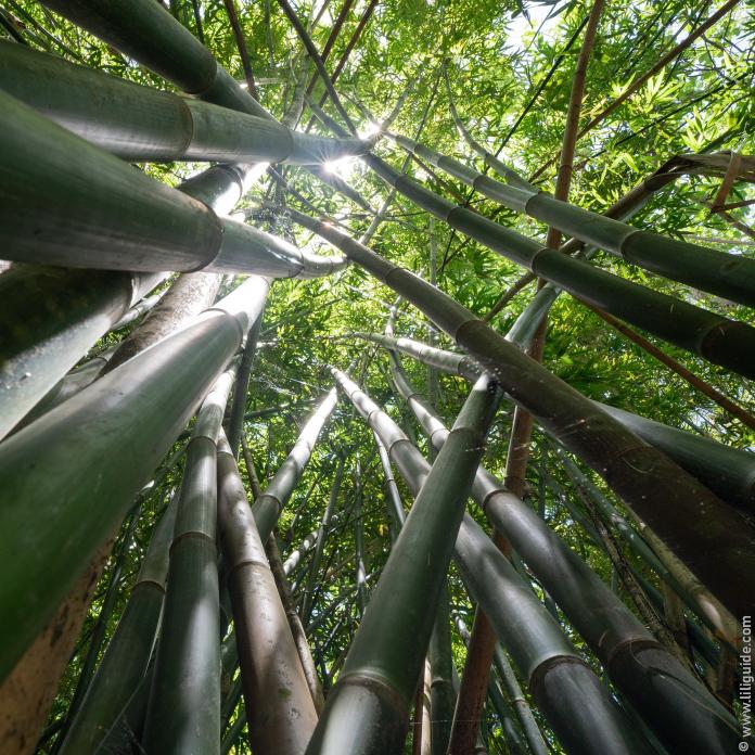 Bambouseraie dans la vallée d'Opunohu, Moorea, Polynésie Française