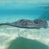 Les secrets pour nager avec les raies et les requins de Moorea