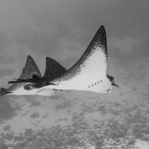 Les secrets pour nager avec les raies et les requins de Moorea