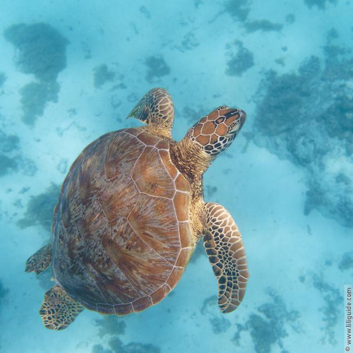 Snorkeling avec les tortues verte dans le lagon de Moorea en face des motus.